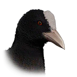 Лысуха