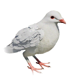 Голубь