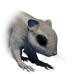 Белка-летяга