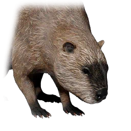 Бобёр