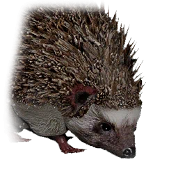 Ёж