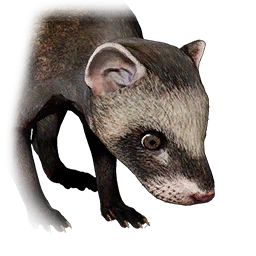 Хорёк