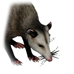 Опоссум