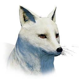 Песец