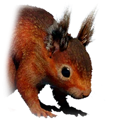 Рыжая белка